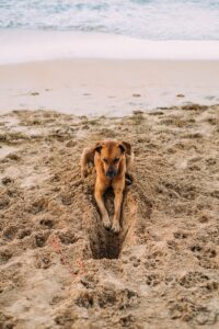 un chien qui creuse un trou - comment empêcher cela ?